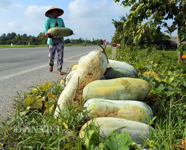 Đến tận ruộng xem thu hoạch bí đao “khủng” làm mứt Tết - 1 Những trái bí đao “khủng” được nông dân thu hoạch có trọng lượng gần 20kg.