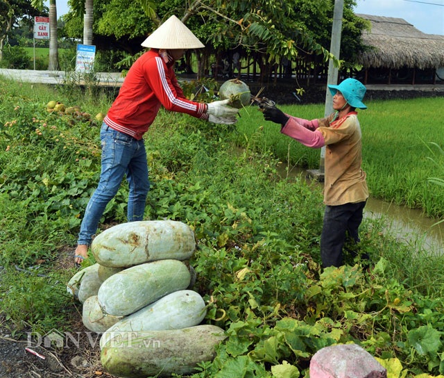 Đến tận ruộng xem thu hoạch bí đao “khủng” làm mứt Tết - 8 Giá bí đao bung vụ Tết dao động từ 1.800-2.400 đồng/kg, được thương lái đến tận nơi thu mua.