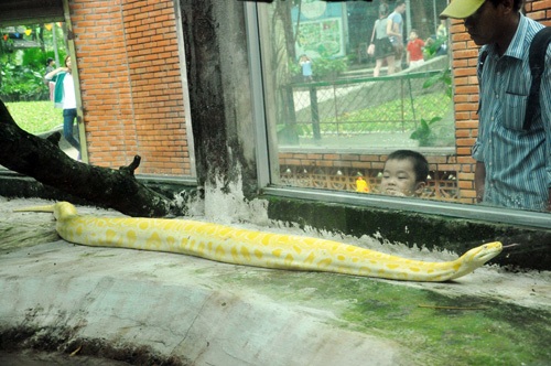 Tận thấy trăn vàng to như “cột đình” giữa Sài Gòn - 6 Tận thấy trăn vàng to như “cột đình” giữa Sài Gòn - 6