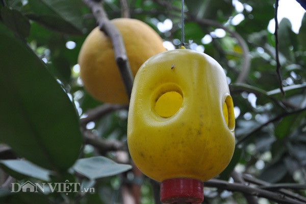 Vườn bưởi vạn quả chín vàng óng giữa Thủ đô "cháy hàng" trước Tết - 7 Vườn bưởi vạn quả chín vàng óng giữa Thủ đô "cháy hàng" trước Tết - 7