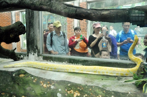 Tận thấy trăn vàng to như “cột đình” giữa Sài Gòn - 7 Tận thấy trăn vàng to như “cột đình” giữa Sài Gòn - 7