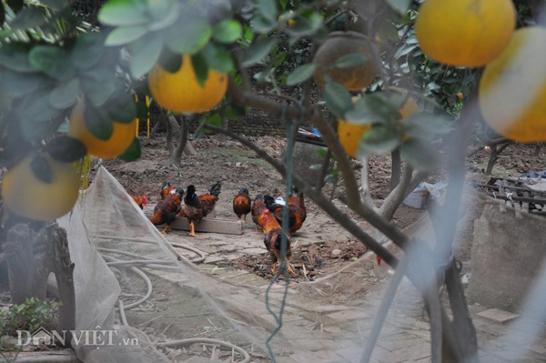 Vườn bưởi vạn quả chín vàng óng giữa Thủ đô "cháy hàng" trước Tết - 8 Nhiều chủ vườn còn chăn thả gà dưới tán bưởi để tạo thêm thu nhập.