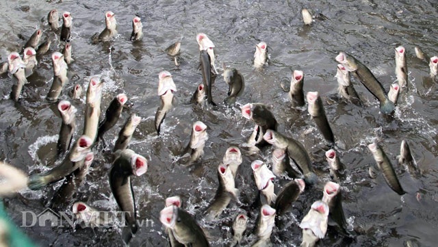 
Để cá lóc có thể bay được lên đồng loạt trên mặt nước, anh Tín phải tập luyện từ khi cá còn rất nhỏ.
