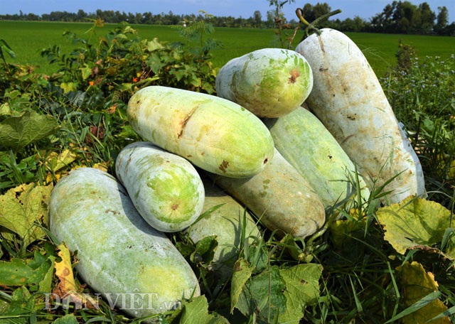 hình ảnh 2 den tan ruong xem thu hoach bi dao “khung” lam mut tet hinh anh 2