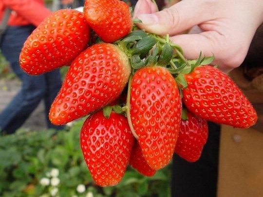  Loại dâu tây Hàn Quốc nổi tiếng ngon, ngọt tự nhiên 