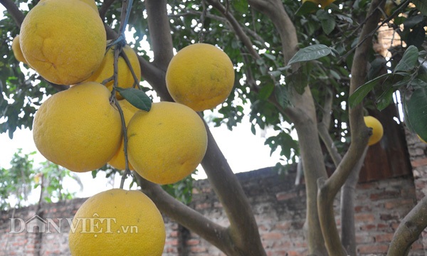 Vườn bưởi vạn quả chín vàng óng giữa Thủ đô "cháy hàng" trước Tết - 3 Trong vườn có nhiều cây bưởi sai trĩu, có chùm đến gần chục quả.