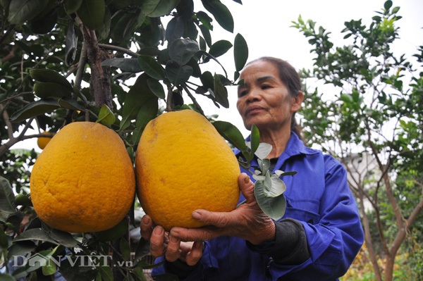 Vườn bưởi vạn quả chín vàng óng giữa Thủ đô "cháy hàng" trước Tết - 4 Bưởi tôm vàng khi chín có màu vàng óng, rất thơm.