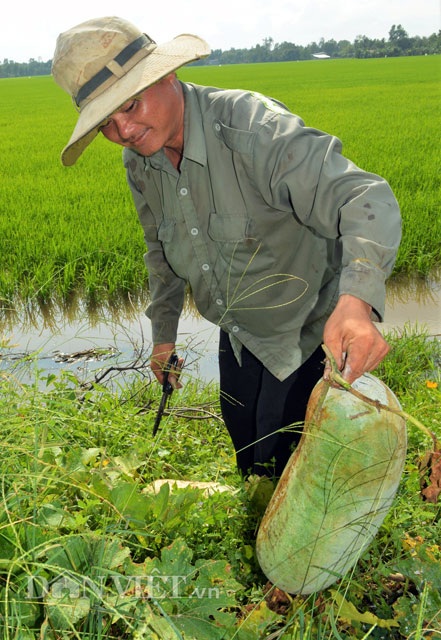 Đến tận ruộng xem thu hoạch bí đao “khủng” làm mứt Tết - 6 Gia đình ông Phúc đang thu hoạch bí đao bung phục vụ thị trường làm mứt Tết Nguyên đán 2017.