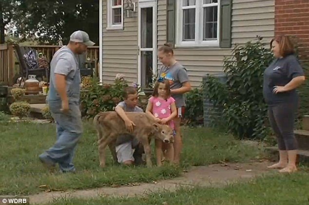 
Chú bê hiếm có này được đặt tên là Lucky.
