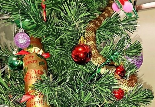 Suýt bị rắn độc cắn vì tưởng nhầm là... đồ trang trí cây thông Noel - 1 Suýt bị rắn độc cắn vì tưởng nhầm là... đồ trang trí cây thông Noel - 1
