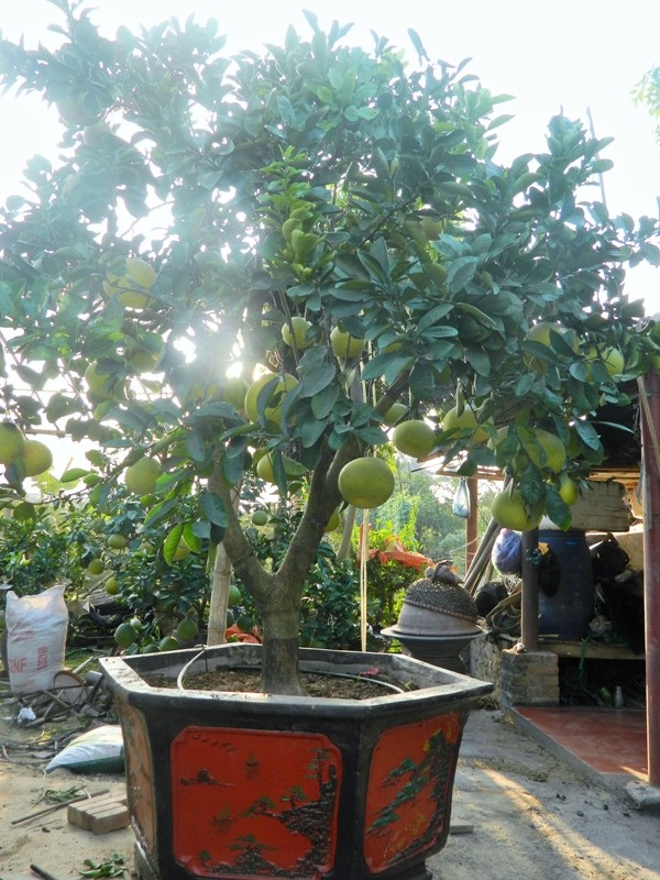Người trồng bưởi cảnh trên “đất vàng” Văn Trì - 3
Cây bưởi to nhất vườn được bán với giá 15 triệu đồng.