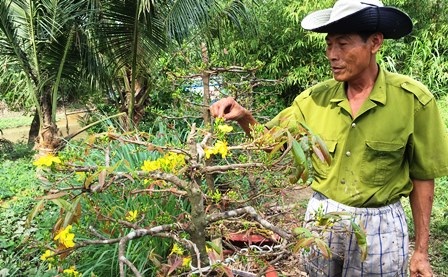 Trà Vinh: Nhà vườn “khóc ròng” vì hoa trổ sớm - 2 Trà Vinh: Nhà vườn “khóc ròng” vì hoa trổ sớm - 2