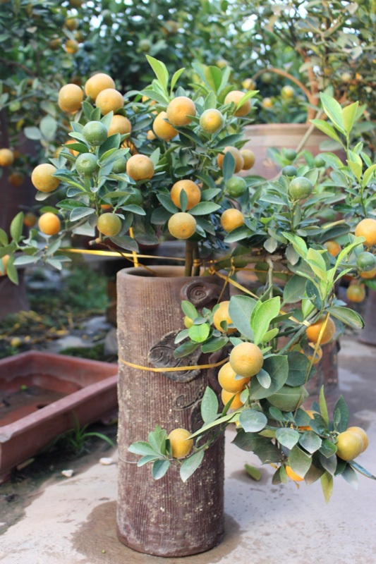 
Một chậu quất được tỉa cẩn thận được bán với giá 2-3 triệu đồng.
