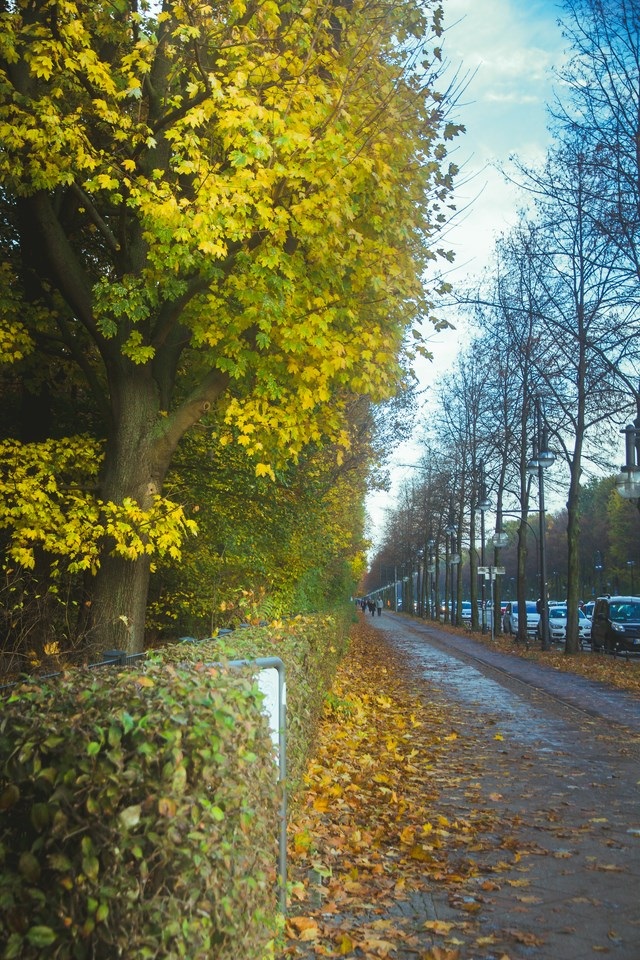 
Mùa thu Berlin như một bức tranh sơn dầu đẹp và mênh mang đến lạ.
