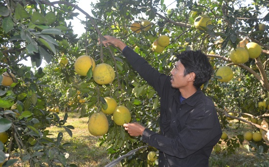 Chương Mỹ được mùa bưởi Diễn - 1
Mô hình trồng bưởi Diễn của anh Nguyễn Hải Sơn, xã Nam Phương Tiến, huyện Chương Mỹ cho hiệu quả và kinh tế cao. Ảnh: Ánh Ngọc.
