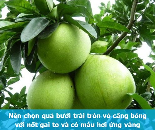 Bí quyết chọn những thức quả mùa đông ngon và lành nhất - 2 Bí quyết chọn những thức quả mùa đông ngon và lành nhất - 2