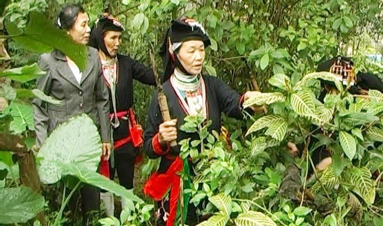 Người Dao Ba Vì với nghề làm thuốc Nam - 1
Người Dao tự mình lên núi tìm các vị thuốc.