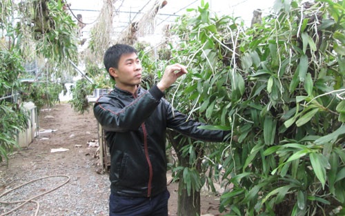 Nông dân trẻ bén duyên hoa lan, thu tiền tỷ mỗi năm - 1 Anh Tạ Công Soái chăm sóc vườn lan tiền tỷ của gia đình. Ảnh: Đức Thịnh
