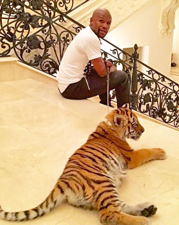 Những món quà Noel thú vị mà “sao” từng được tặng - 10
Võ sỹ Floyd Mayweather được tặng 1 chú hổ cái 2 tháng tuổi tới từ Ấn Độ làm quà giáng sinh, sau đó anh hào hứng nhờ fans nghĩ tên cho bạn thân mới của mình.