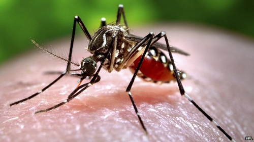 Phát hiện muỗi tại Việt Nam nhiễm vi rút Zika - 1 Phát hiện muỗi tại Việt Nam nhiễm vi rút Zika - 1