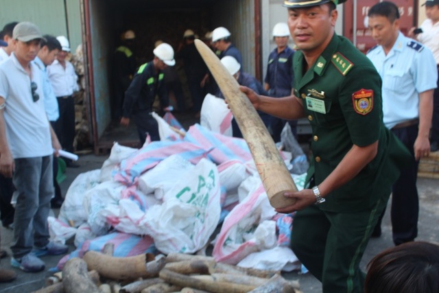 Sẽ nghiền nát hơn 2 tấn ngà voi và 70 kg sừng tê giác vào ngày 12/11 - 2
Số ngà voi bị bắt năm 2015 này từng được dự kiến nghiền nát bằng xe lu