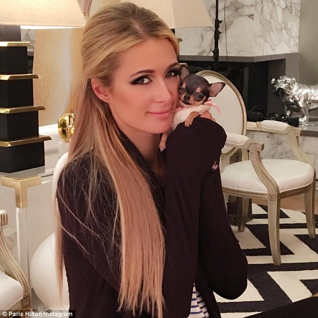 Paris Hilton khoe cún cưng nhỏ xíu 8 nghìn đô - 1
Paris Hilton khoe bạn thân mới - 1 chú cún cong vô cùng dễ thương