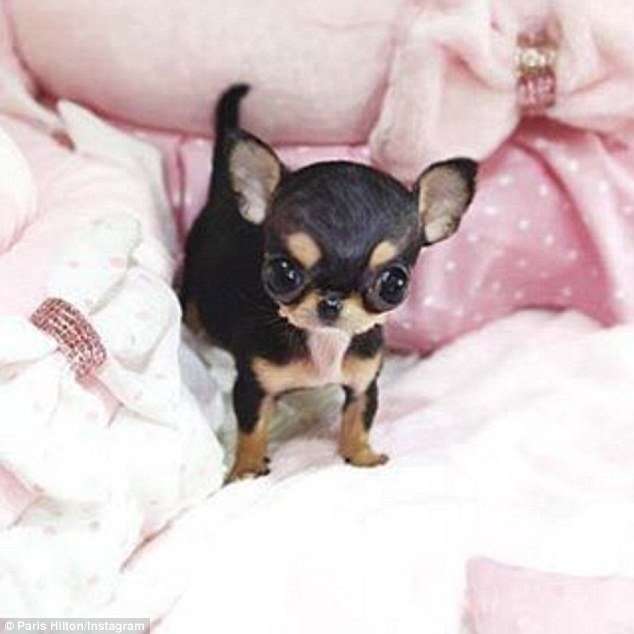 Paris Hilton khoe cún cưng nhỏ xíu 8 nghìn đô - 2
Chú Chihuahua nhỏ xíu này vừa được chào đón tới nhà người đẹp tóc vàng