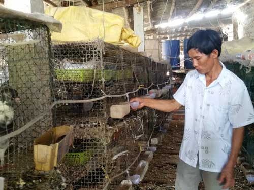 Làm giàu nhờ nuôi bồ câu Pháp  Tin tức Chăn nuôi  Tạp chí Chăn nuôi Việt  Nam