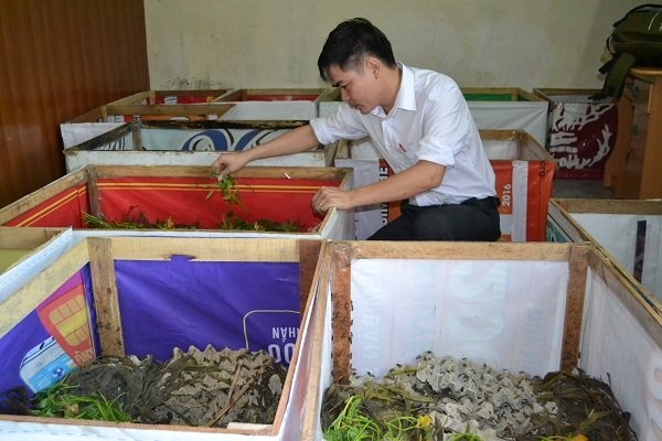 Thạc sỹ lương không đủ sống, bỏ bục giảng đi nuôi dế - 1 Anh Thắng đang chăm sóc đàn dế nuôi trong những chiếc hộp.
