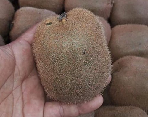 Kiwi Tàu 25 ngàn lừa bán 170 ngàn đồng/kg: Dân chảnh hớ nặng - 1
Kiwi Trung Quốc bán buôn chỉ có giá 30.000 đồng/kg
