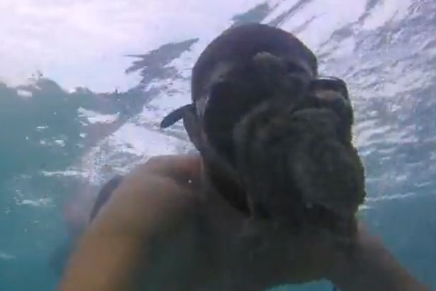 
Thợ lặn cố gắng để ghi lại khoảnh khắc đáng sợ này bằng máy quay dưới nước khi bị con vật 8 xúc tu che lấp tầm nhìn
