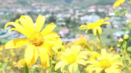 Hối hả lên Đà Lạt ngắm dã quỳ - 1 Dã quỳ bừng nở những ngày cuối tháng 10