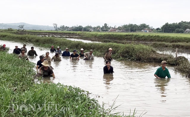 Độc đáo "dàn trận" tập thể bắt cá bằng... nơm tre - 1 Độc đáo "dàn trận" tập thể bắt cá bằng... nơm tre - 1
