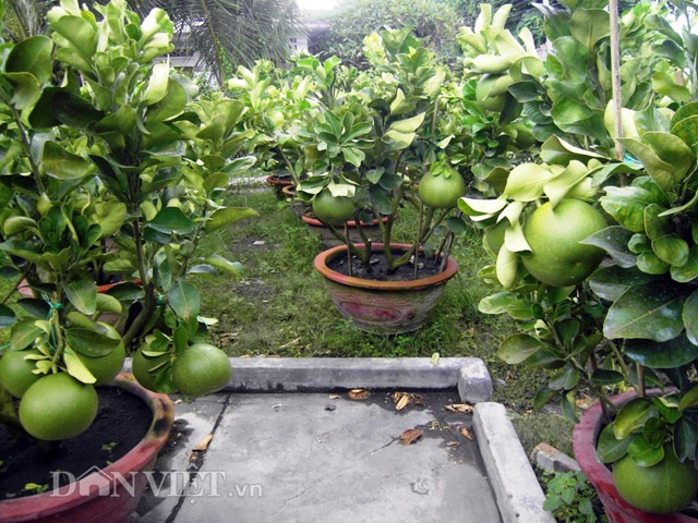 Bưởi cảnh tiền triệu rục rịch "đón đầu" dịp Tết - 1
Bưởi cảnh nhìn muốn đưa tay hái