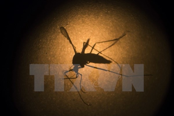 Mỹ thử nghiệm vắcxin phòng ngừa virus Zika trên cơ thể người - 1
Muỗi Aedes aegypti dưới kính hiển vi tại Viện nghiên cứu Fiocruz ở Recife, bang Pernambuco, Brazil. (Nguồn: AP/TTXVN)