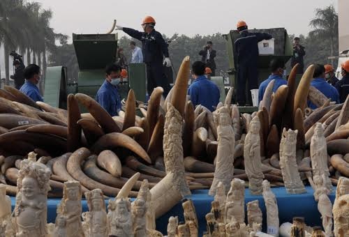 Sẽ nghiền nát hơn 2 tấn ngà voi và 70 kg sừng tê giác vào ngày 12/11 - 1
Nghiền nát, tiêu hủy ngà voi và các sản phẩm từ ngà voi tại Trung Quốc (Ảnh AP).