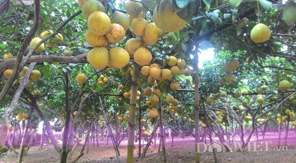 Vườn bưởi của "vua bưởi xứ Mường" cháy hàng trước Tết - 1 Cả vườn bưởi hơn 130 cây sai trĩu quả đều đã có chủ.