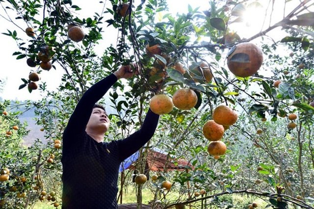 Huyện Hàm Yên có gần 5.000 ha trồng cam, trong đó trên 3.200 ha đang cho thu hoạch. Sản lượng vụ cam năm 2015 - 2016 đạt 43.873 tấn.