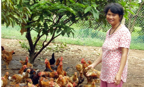 “Thủ phủ gà ta” quây vườn, dựng trại chờ tết - 1 Nông dân ở ấp 7 (xã Bình Sơn, Long Thành, Đồng Nai) đang nỗ lực chăm sóc đàn gà ta với hy vọng tết này có nguồn lợi lớn. Ảnh: T.T
