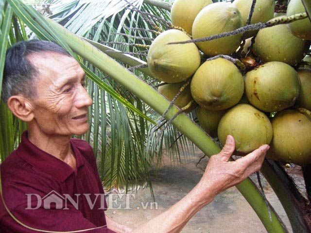 "Bí kíp" khác người giúp dừa sai quả, nhiều nước - 1 Ông Lạc tiết lộ bí kíp cho dừa sai quả.