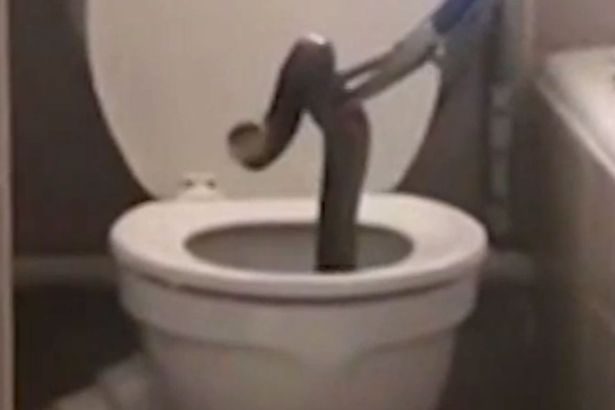 Ghê sợ rắn hổ mang khổng lồ chui lên từ bồn cầu - 1 Con rắn hổ mang được kéo ra từ bồn cầu chung cư