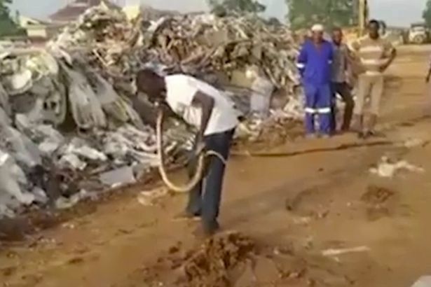 Người đàn ông có “ma thuật” khiến rắn dữ nằm bẹp như gián - 1 Người đàn ông bắt rắn và đưa nó vào giấc ngủ khiến dân mạng “dậy sóng”