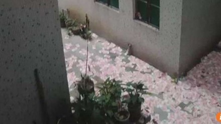Bí ẩn mưa tiền và 2 xác chết ở Trung Quốc - 1 Tiền phủ kín cả góc đường dưới tòa chung cư ở Quảng Châu, Trung Quốc