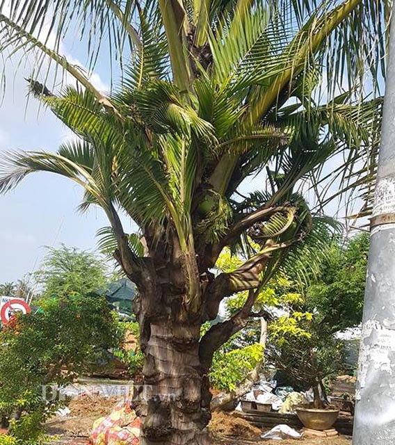 Dừa trổ ra cây con siêu lạ ở Bến Tre - 1 Dừa trổ ra cây con siêu lạ ở Bến Tre - 1