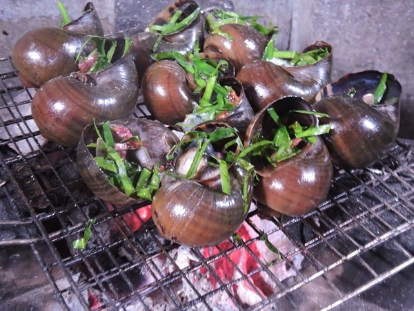 Viêm màng não vì ăn ốc tái chanh - 1 Ảnh chỉ mang tính minh họa