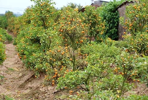 Quất mất mùa, đào chờ… thời tiết - 1 Nhiều nhà vườn phải chặt bỏ cây do quả chín, lá úa.