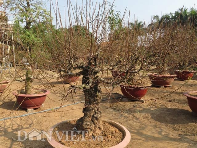 Gặp người chỉ làm đào thế theo tích cổ ở Thủ đô - 1 Một góc vườn đào thế 300 cây của ông Đỗ Văn Lan.