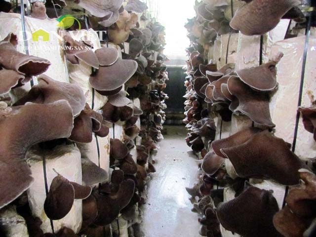Trồng nấm“hốt” bạc nhờ Tết - 1 Năm 2013, sản phẩm nấm đã được đưa vào danh mục sản phẩm chủ lực có hỗ trợ của tỉnh Hà Tĩnh