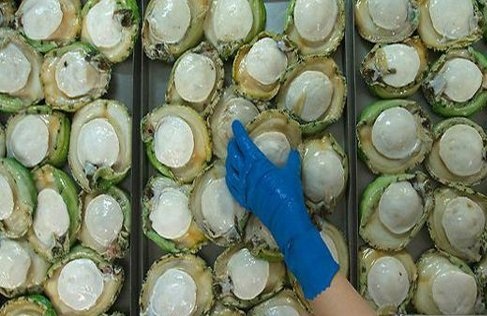 Bào ngư Úc 9 triệu đồng/kg: Nhà giàu Việt dưỡng sức chơi Tết - 1
Bào ngư Úc viền xanh là mặt hàng được nhiều người săn mua trong dịp Tết