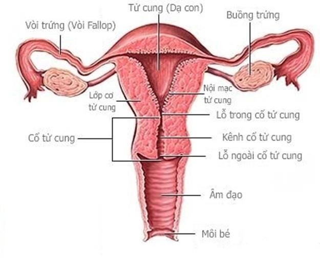 Học cách hiểu và bảo vệ “nơi nhạy cảm nhất” của cơ thể - 1 Học cách hiểu và bảo vệ “nơi nhạy cảm nhất” của cơ thể - 1